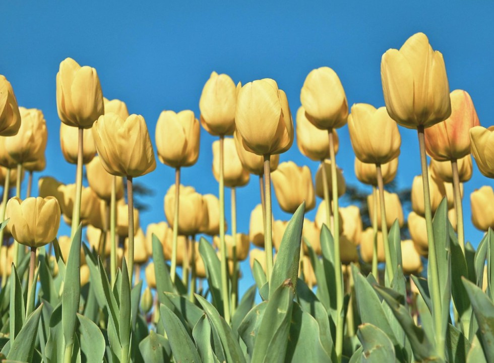 Yellow tulips against a blue sky.