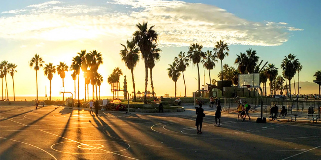 palm trees during sunset