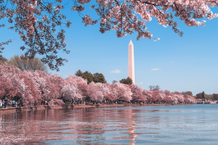 View of Washington Monument during Cherry Blossoms Bloom
