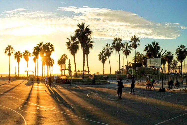 palm trees during sunset